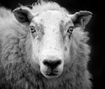 File:Ewe sheep black and white.jpg - Wikimedia Commons