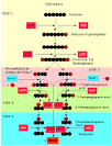 Glycolysis.