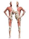 Las Vegas Attraction: BODIES...The Exhibition