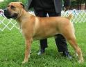 south african boerboel dog - working dog breeds from the online ...