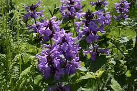 Image result for Stachys abchasica