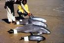 CSI Whales Alive! Vol. XVI No. 2 Vaquita: Cetacean Extinction In ...