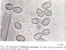 The PARASITE