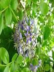 <b>Guaiacum</b> officinale