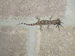 File:House gecko with spider.JPG - Wikipedia, the free encyclopedia