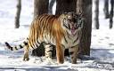 Rare Siberian tiger cub found in woodpile dies - Telegraph