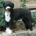 Portuguese Water Dog Photos Pictures Portuguese Water Dogs