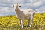 File:Domestic goat kid in capeweed.jpg - Wikipedia, Entsiclopedia ... 