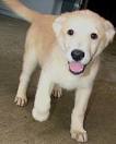 Dog Adoption