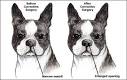 Brachycephalic Syndrome in Dogs and Cats
