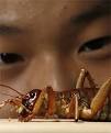 NOT FUSSY: Victor Kang has won an award for his research into the mating ... - 762820
