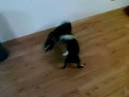 Boston Terriers Rock!