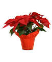 Holiday Poinsettias - Fine Gardening Article