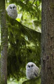 Northern Spotted Owl nestlings