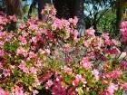 Bush with pink flowers public - via Daymix