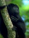 HOWLER MONKEY
