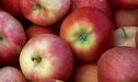 Dates and Directions - Georgia Apple Festival Details