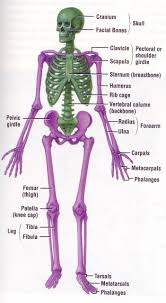 skeletal system