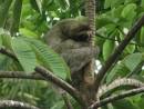SLOTH
