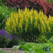 Image result for Baptisia mollis