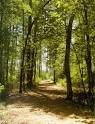 Forest Preservation