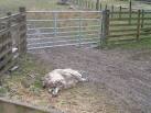 Harsh Reality. This sheep was probably a victim of one of the cars which - via Daymix