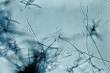 <b>Streptomyces</b>