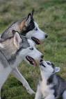 How To Find A Good Dog Breeder - The Fun Times Guide to Dogs