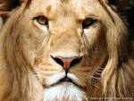 <b>Lions Lions</b>