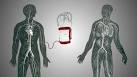BBC News - The race to keep up with blood doping sports cheats