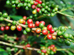 Caf&eacute; verde &eacute; a nova moda para emagrecer - Receitas e Dietas - R7