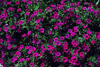 Very Important <b>Petunia</b> or