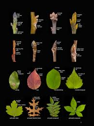 Image result for woody plants