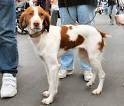 Brittany Spaniel Dog breed world