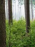 The International Union of Forest Research Organizations