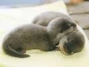 Cute Animals Photo Gallery : the BERRY