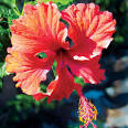Hawaii Escorted Vacations & Tour Packages | Globus