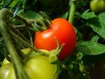 Vegetable Plants, Flower Bedding Plants, & Herbs :: Russell Feed ...