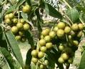 Berberine Chloride(Berberine Hydrochloride), Herbal Extract ...