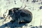 prairie hare or white jack - via Daymix