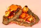 Turmeric Curcuma longa Indian Saffron » The Foodist