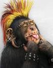 fun monkey