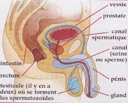 Basé sur l'ordre alphabétique, tout ce qui vous passe par la tête. - Page 13 Images?q=tbn:ANd9GcTSn9VHM5hLRw4g59cE91obHnnQFGaosPKzoPIoam4Bjcndea_5TQ