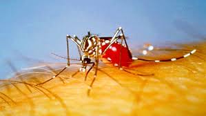 El mosquito de la fiebre amarilla vuelve a Europa 50 años después