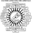 What is Adrenal Fatigue? | adrenalfatigue.