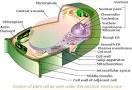 of a typical animal cell