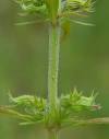 Hedeoma hispida page