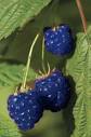 Unsmoke Blue Raspberry E-Liquid Review | E-Cig Central