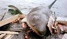 Film Dunce: Jaws | Spectrum Culture