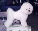 Bichon Frise Information and Pictures, Bichon Frises, Bichons